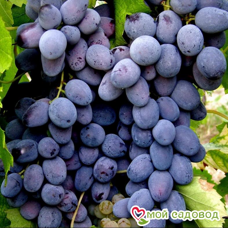 Виноград Руслан
