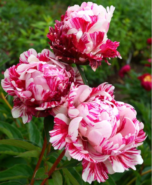 Пион Кэнди Страйп