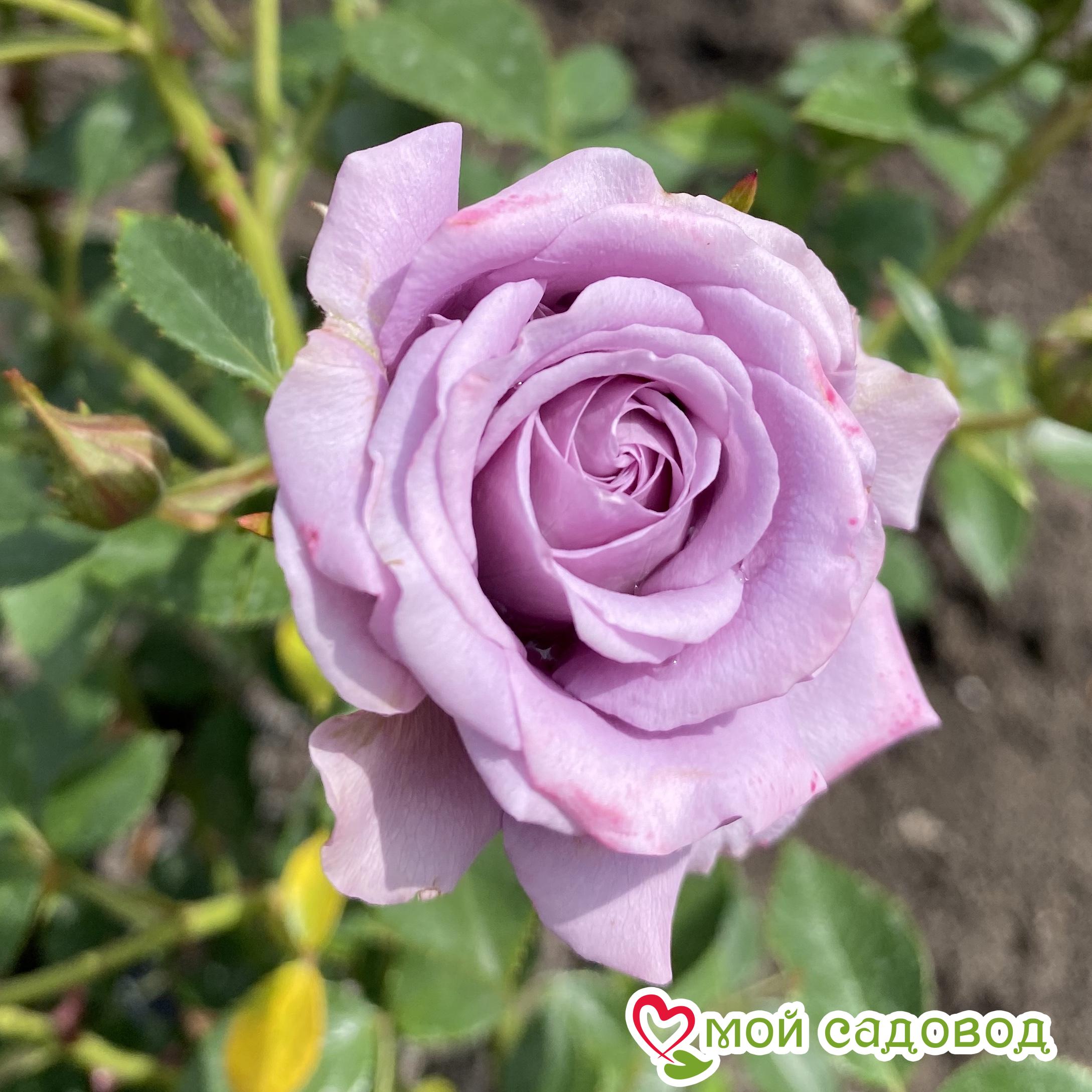 Роза Билона