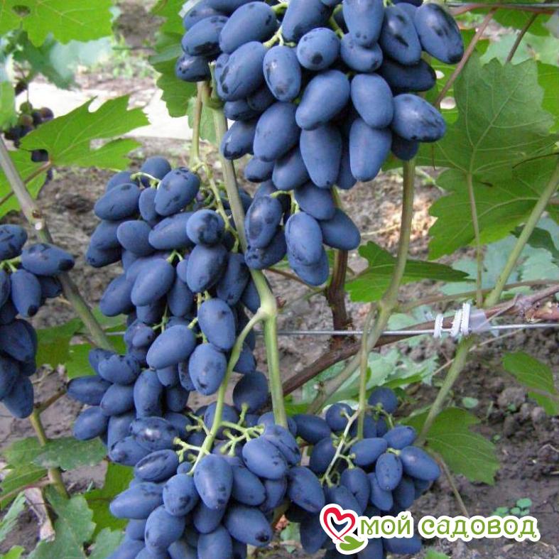 Виноград Блэк гранд