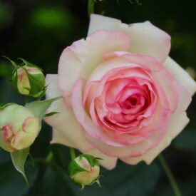 Роза чайно-гибридная Дольче Вита в Красный Холме