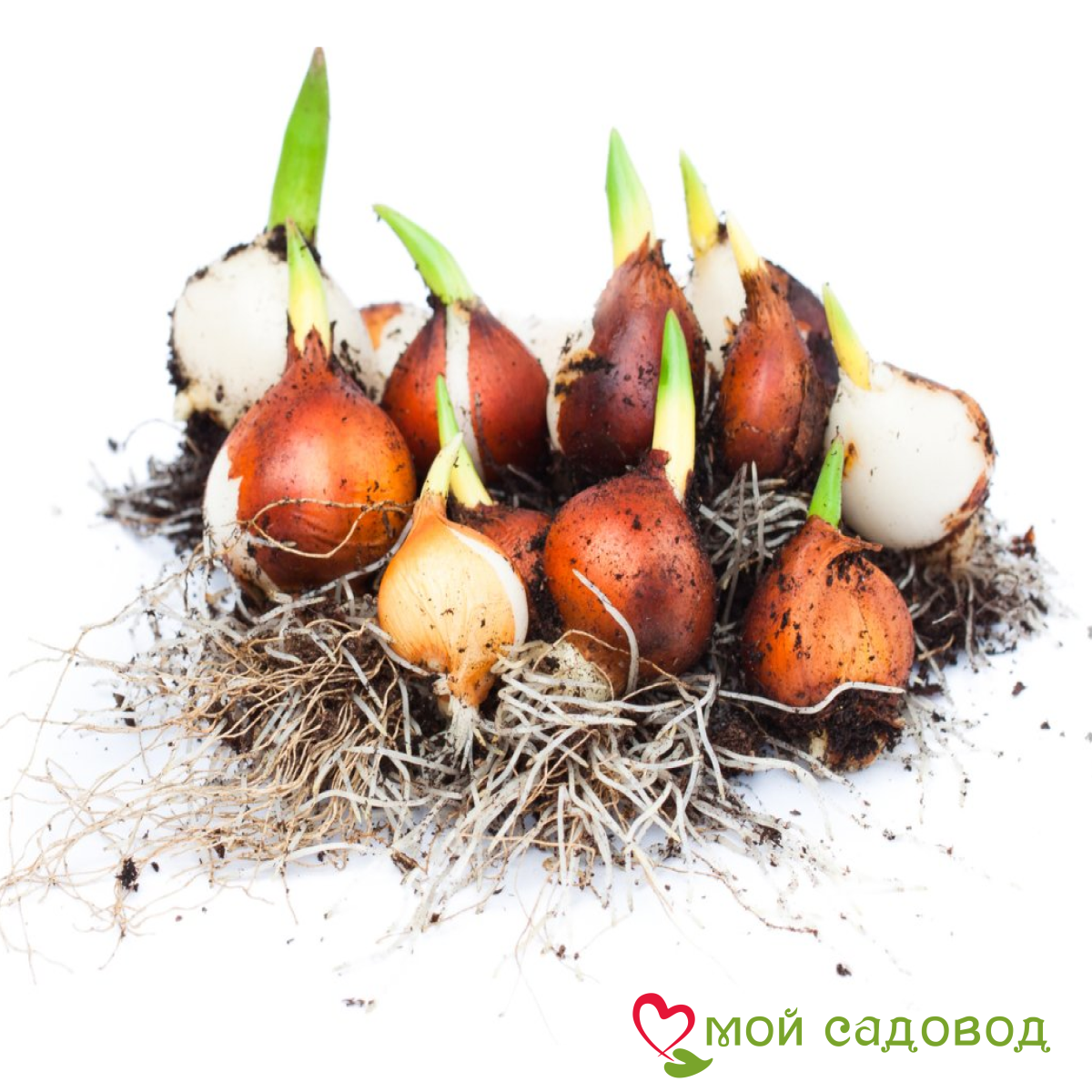 Тюльпан Экзотик Пуруссима