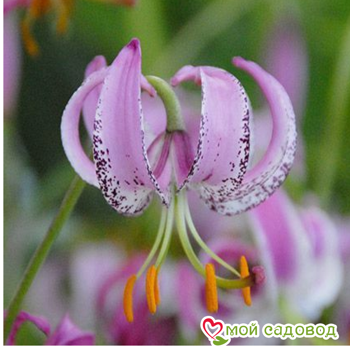 Лилия Санбим Сэренети