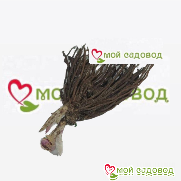 Морозник Аква Дримс